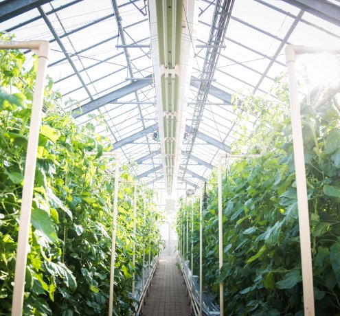 東京オリンピック・パラリンピックにむけて