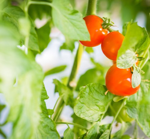 東京オリンピック・パラリンピックにむけて