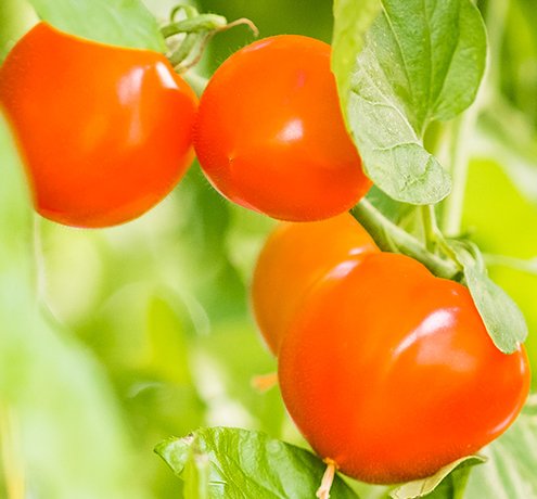 東京都GAP認証証書授与式