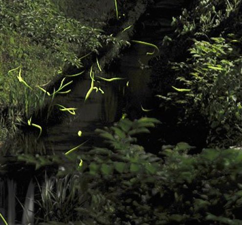 沢とホタル
