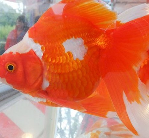 江戸川区特産の金魚