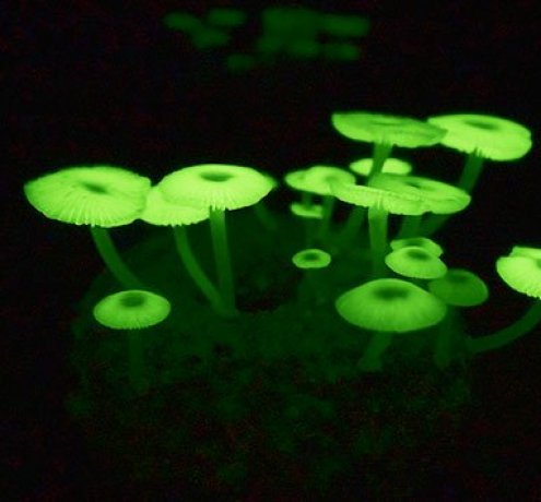 光るキノコ