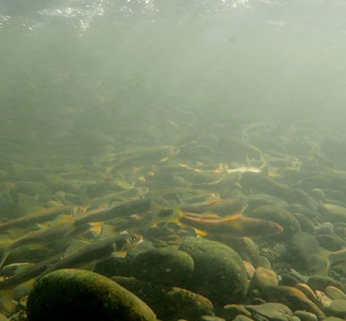 ヤマメ・アユの産卵
