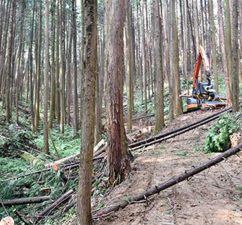 林業の風景