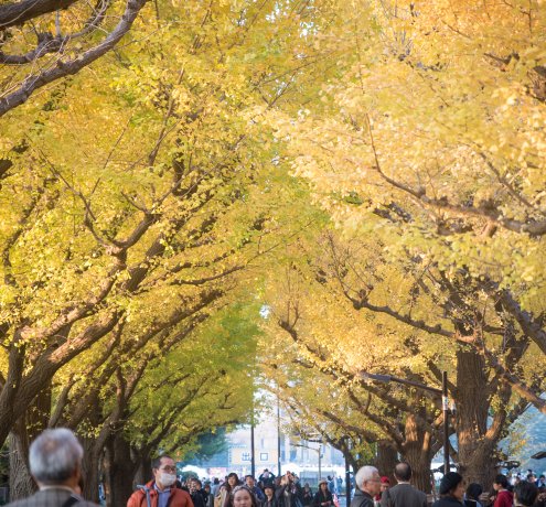 神宮外苑のイチョウ