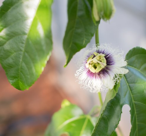 小笠原の農家が安心して農業に取り組める環境を作る