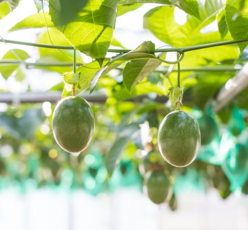 小笠原の農家が安心して農業に取り組める環境を作る