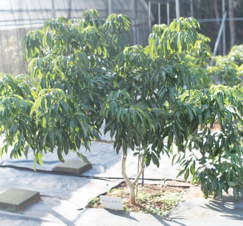 農家の悩みを聞いたら、すぐに改善策を探る