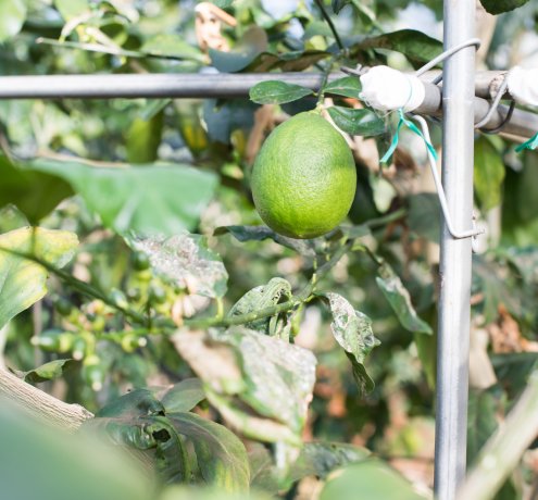 亜熱帯の雰囲気たっぷり！一般見学者コース