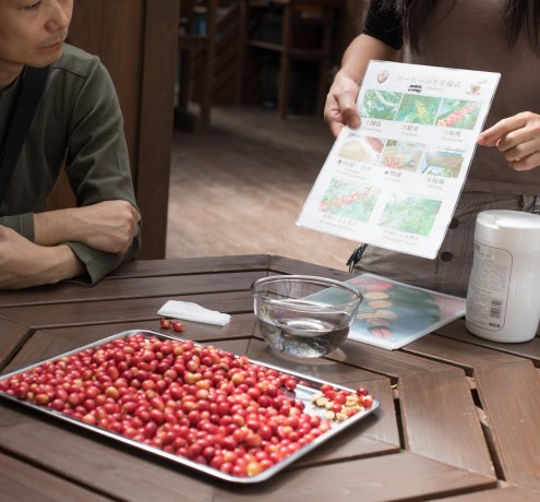 1杯分のコーヒーの実を収穫するのは大変