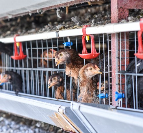 しっかり育つよう工夫を重ねて