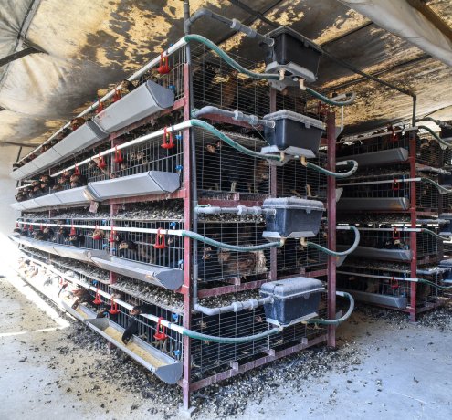 しっかり育つよう工夫を重ねて