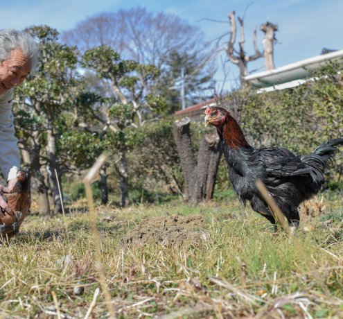 しゃもを育てるのに適した土地