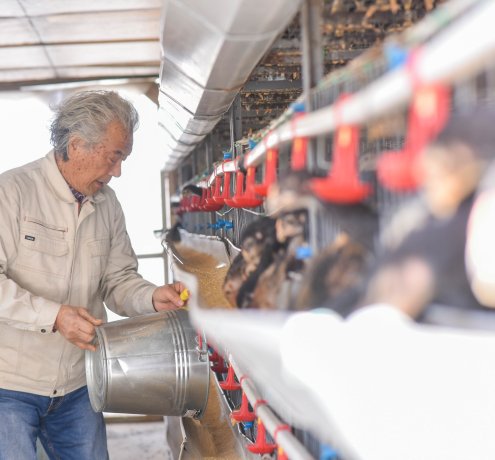 養鶏で自由に生きる