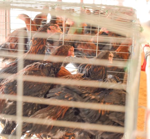 養鶏で自由に生きる