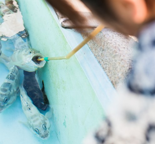 歯を磨かせてくれるアカハタ（アカバ）に思わず歓声！