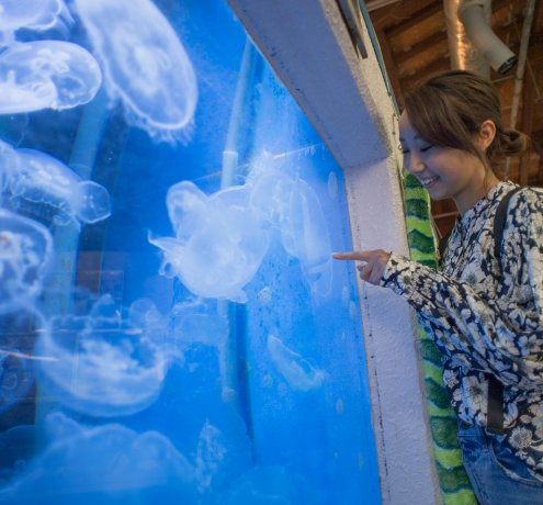 小笠原唯一の水族館に夢中になるひと時