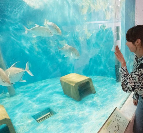 小笠原唯一の水族館に夢中になるひと時