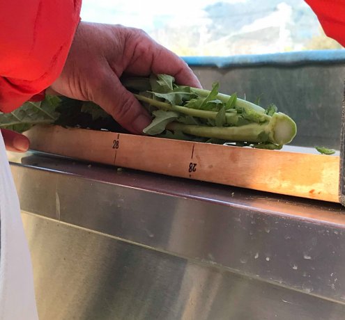 江戸から伝わる伝統野菜