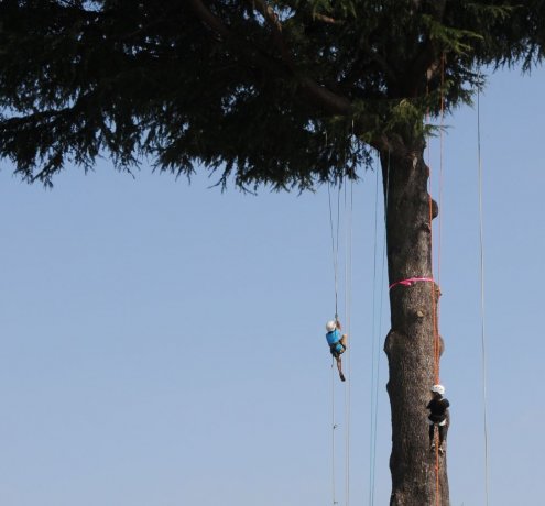 ツリークライミング