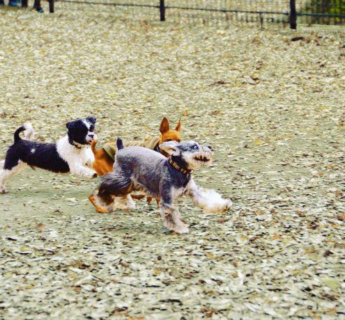 代々木公園ドックラン
