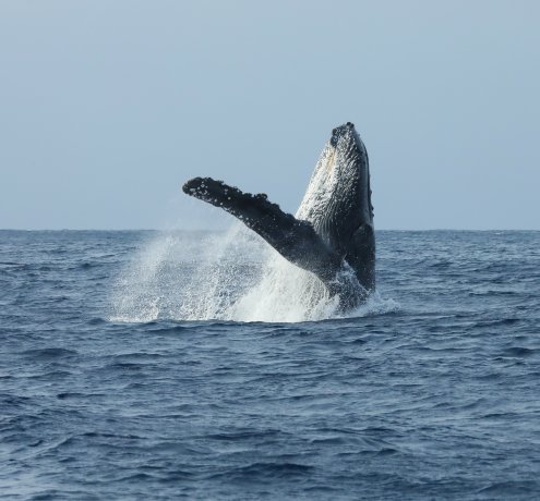 ホエールウォッチング