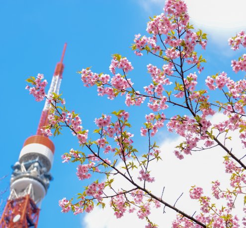 東京タワーと桜