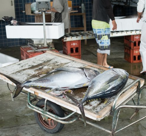 誰にでも同じようにチャンスがある小笠原のメカジキ漁