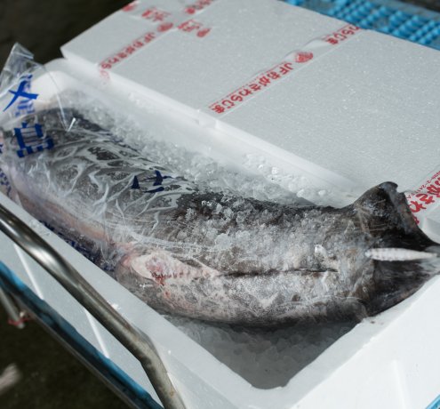 誰にでも同じようにチャンスがある小笠原のメカジキ漁