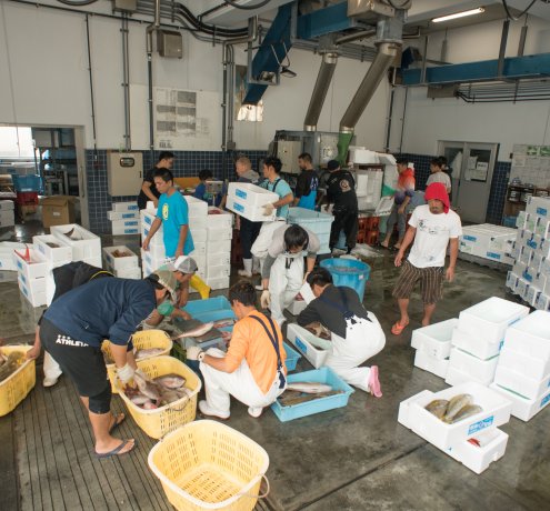 1回の量で1トンが普通、次々に運ばれる魚たち