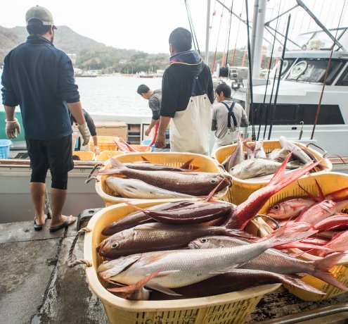 1回の量で1トンが普通、次々に運ばれる魚たち