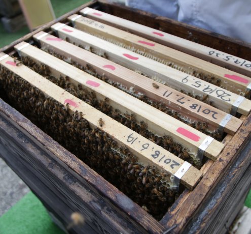 虫嫌いの少女が昆虫研究