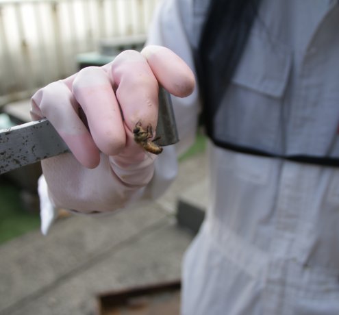 ティースプーン1杯の蜂蜜