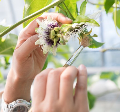 大事に大事に育てる、三宅の恵み