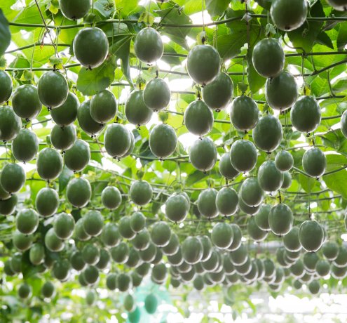 大事に大事に育てる、三宅の恵み