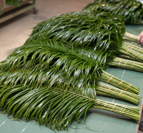 みずみずしく茂った南国の植物たち