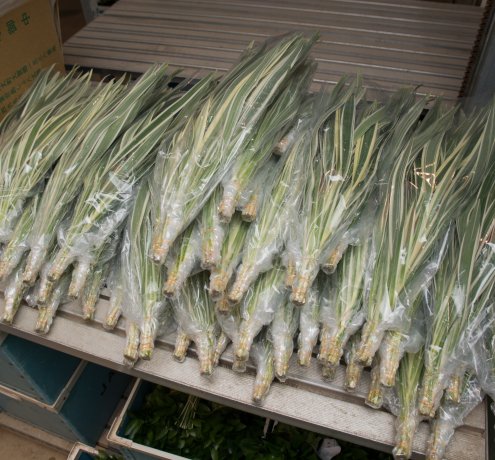 みずみずしく茂った南国の植物たち