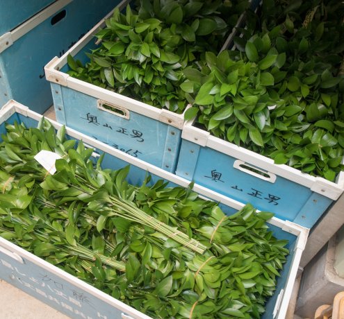 みずみずしく茂った南国の植物たち