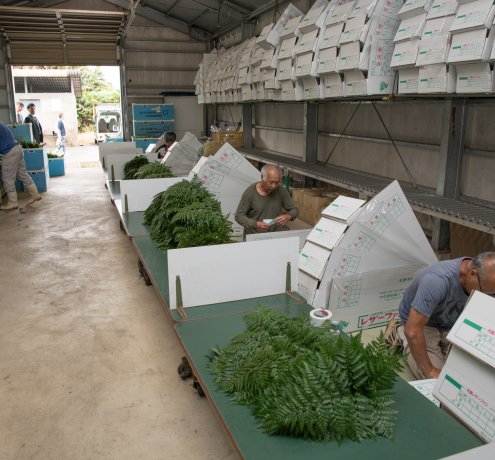 「ロベ」の栽培開始から100周年！