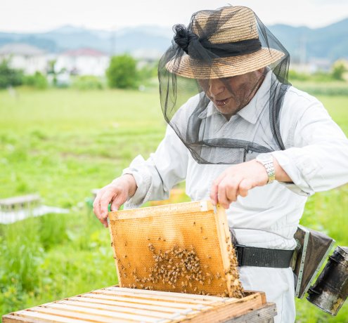 ミツバチの無限の可能性