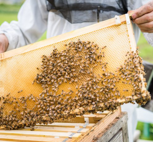ミツバチの無限の可能性