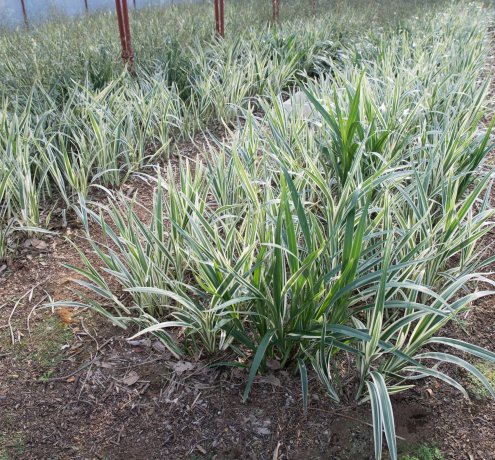 大事に大事に育てる、三宅の恵み