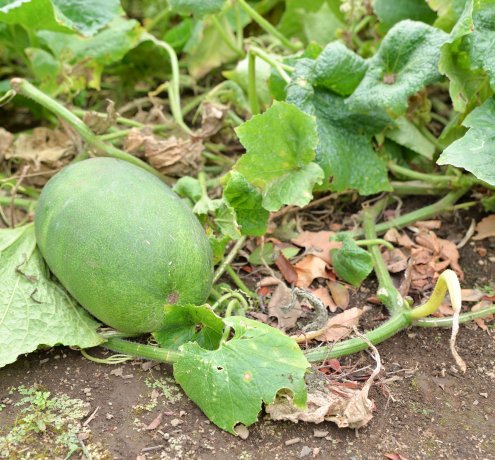 都市農業だから生まれる新たな価値