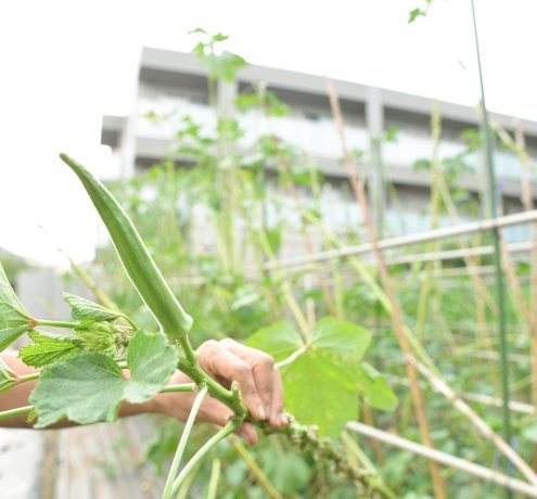 都市農業だから生まれる新たな価値