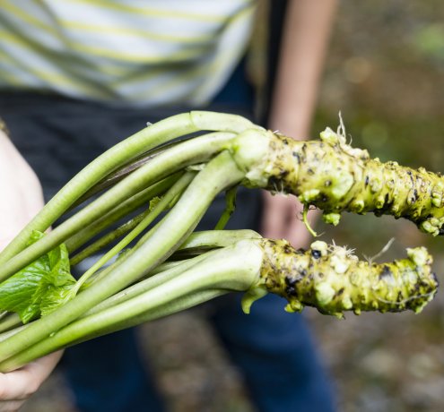 奥多摩産のわさびの辛みを活かして