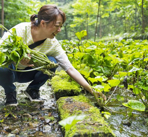 栽培からわさび漬けになるまで