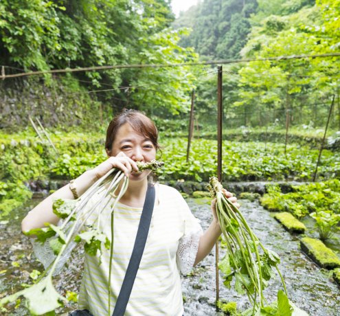 栽培からわさび漬けになるまで