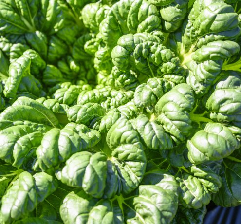 ぶどうから始めた果樹栽培