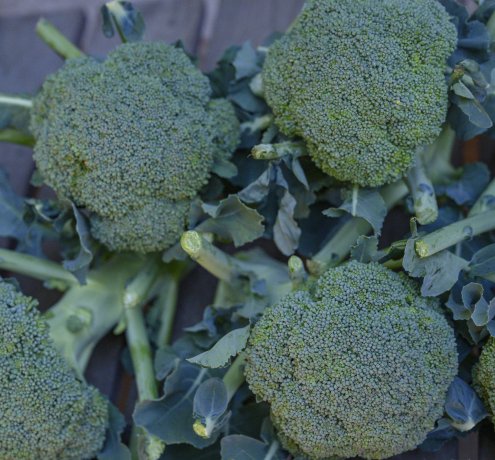 趣味は農大！？