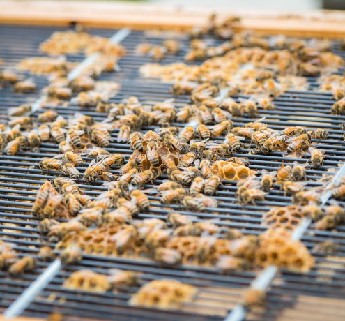 東京の春～ミツバチ～